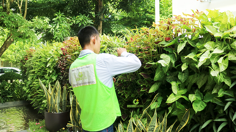 Chặt c&agrave;nh c&acirc;y, cắt tỉa c&acirc;y xanh Vinh Nghệ An