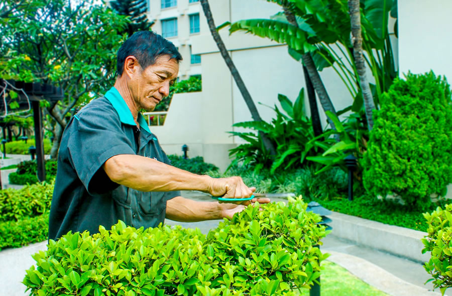 Chặt c&agrave;nh c&acirc;y, cắt tỉa c&acirc;y xanh Vinh Nghệ An